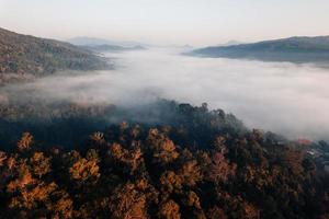 nebbia mattutina dorata nella foresta foto