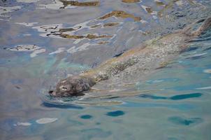 animale mammifero otario foto