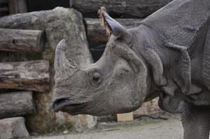 rinoceronte mammifero animale foto
