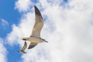 uccelli di gabbiani volanti con sfondo blu cielo isola di holbox in messico. foto