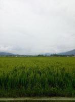 vista campo di riso con sfondo cielo nebbioso foto