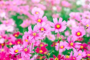 i fiori rosa del cosmo sbocciano nel giardino in primavera all'aperto foto