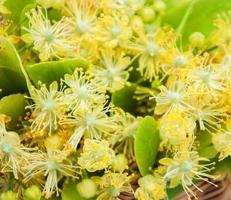 cesto con fiori di tiglio foto