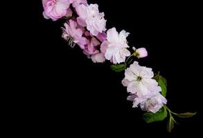 fiore di sakura primaverile foto