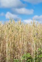 primo piano di un campo di grano che cresce in estate. cielo azzurro con nuvole bianche foto