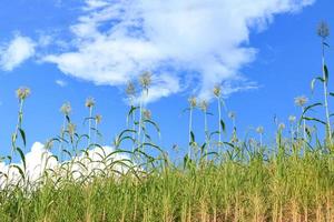 immagini di sfondo a tema naturale, rinfrescanti alberi verdi e cieli azzurri. foto