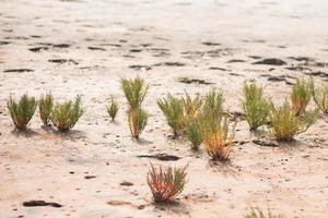 alghe rosse al momento del primo piano della marea. consistenza di alghe esotiche. erba colorata foto