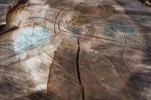 una fetta di un albero enorme. trama varia di legno tagliato foto