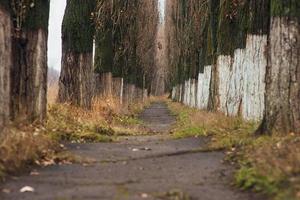 vicolo mistico, misterioso, stretto tra alberi ad alto fusto foto