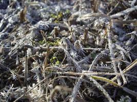 dettagli di piante congelate nel ghiaccio e nella neve foto