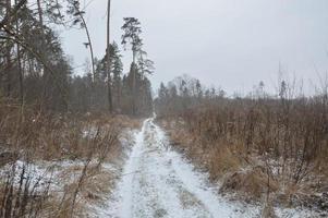 foresta innevata in una bufera di neve cade la neve foto