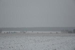 panorama di un campo agricolo coperto di neve in inverno foto