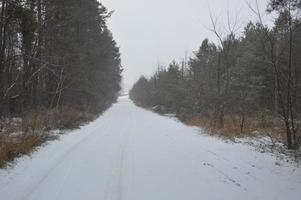 foresta innevata in una bufera di neve cade la neve foto