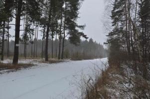 foresta innevata in una bufera di neve cade la neve foto