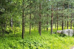piccoli pini nella foresta estiva. foto