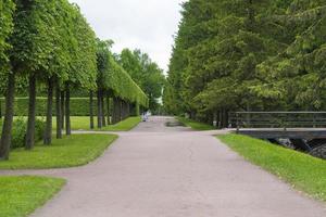 zarskoe selo pushkin, st. pietroburgo, vicolo nel parco, alberi e arbusti, sentieri. foto