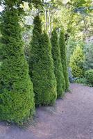 abete canadese conico, bellissimo albero verde primo piano foto