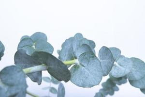 foglie di eucalipto su sfondo bianco. foglie verdi blu sui rami per sfondo naturale astratto o poster foto