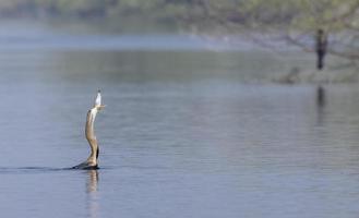 darter orientale o uccello serpente indiano che cattura pesci nel corpo idrico. foto