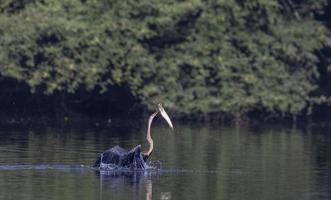 darter orientale o uccello serpente indiano che cattura pesci nel corpo idrico. foto