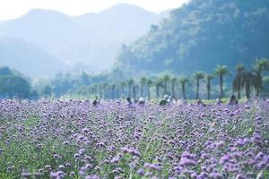 campo di verbena viola. sfondo di fiori foto