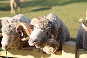 pecore che riposano su un pascolo in una fattoria. foto