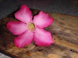 bellissimi fiori rosa foto