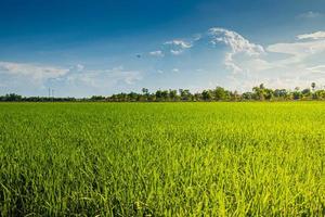agricoltura verde campo di riso terreno agricolo ecologia vegetale e cielo blu sullo sfondo del paesaggio estivo