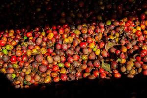 raccolto di caffè, chicco di caffè tostato, pianta, raccolto - pianta, frutta foto