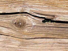 fondo di struttura di legno marrone scuro foto