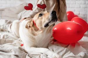 simpatico cane sul letto foto