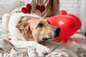 simpatico cane sul letto foto