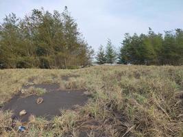 sfondo della carta da parati della natura della spiaggia di casuarina equisetifolia foto