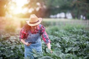 donne asiatiche agronomi e agricoltori che utilizzano la tecnologia per l'ispezione nel campo degli ortaggi agricoli e biologici foto