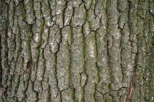sfondo di corteccia di albero a foglie decidue foto