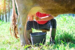 un uomo che munge una mucca nel prato. in modalità manuale foto