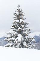 un solo abete ricoperto di tanta neve foto