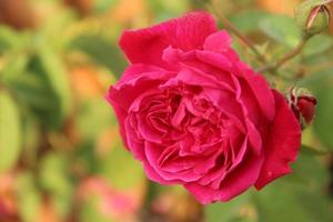 bellissimo fiore di rosa rossa, foto decorative, sfondo bokeh