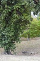 albero accanto alla panchina nel parco cittadino. foto