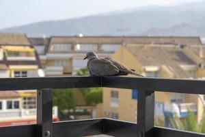 foto ritratto colomba seduta sul davanzale della terrazza.