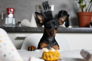 tagliare il pinscher in miniatura del cane seduto al tavolo e mangiare una torta fatta in casa foto