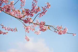 fiore di ciliegio himalayano selvatico sull'albero, bellissimo fiore rosa sakura al paesaggio invernale albero con cielo blu foto
