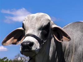 toro brahmano in una fattoria per il miglioramento genetico dei bovini da carne in brasile foto