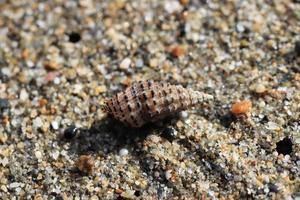 conchiglia sulla trama della sabbia. sfondo spiaggia estiva. foto