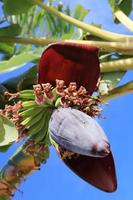 mazzetto di frutta banana. palma tropicale. agricoltura botanica esotica. foto