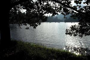 albero sulla riva del lago, kodaikanal foto