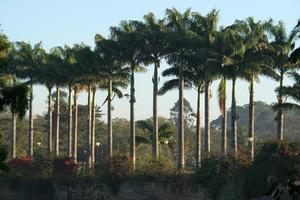 fila di alberi alti con tronchi sottili foto