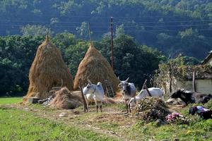 bovini domestici che si nutrono in un villaggio indiano foto