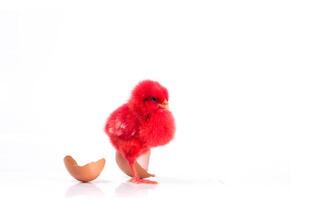 simpatico pollo rosso con uovo incrinato, concetto di pollo foto