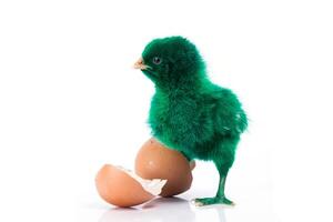 simpatico pollo verde con uovo incrinato, concetto di pollo foto